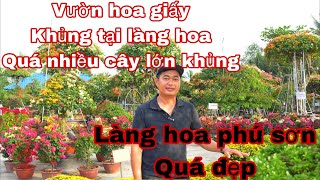 vườn hoa giấy 7 huyện , vườn hoa giấy khủng tại chợ lách bến tre , làm hoa giấy phú sơn