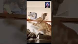 Cat Fighting 猫咪打架#Stop Fight #Jie California # Animals # Cats # Shorts