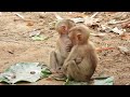 the splendor of cheko and santa monkeys they are adorable in the wild