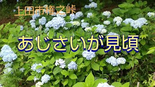 あじさいが見頃　上田市権之峠仁古田入口