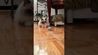 Cute cat's fancy footwork #shorts #skyblueduchessshorts