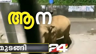 പാലക്കാട്ട് രണ്ടിടത്ത് ആനയിറങ്ങി ; വാഹന ഗതാഗതം മുടങ്ങി