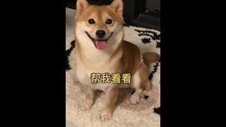 我家小狗好像有点不对劲，你们能多看几遍帮我检查下吗 #柴犬 #萌宠 #可爱到爆炸💥 #狗狗 #萌宠出道计划  柴犬饼饼