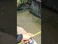 japanese catfish fishing with bamboo rod 🎋 釣り fishing ナマズ ナマズ釣り catfish 多魚種アングラー