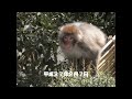 銚子にサルが出た