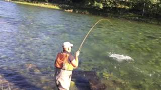 Seatrout fight in Aurlandselvi