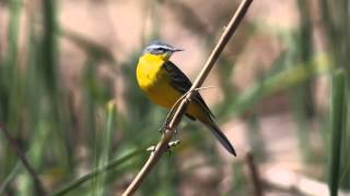 Motacilla flava ( Yellow Wagtail - Κιτρινοσουσουράδα )