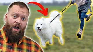 How To Stop Your Dog From PULLING On The Leash