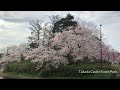 sakura japan’s awesome flower 2 takada castle ruins park morning view