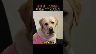 逮捕された警察犬