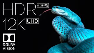 12K HDR 60fps Dolby Vision | World of Animals