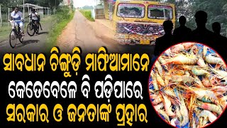 ବାଲେଶ୍ବରରେ ଦିନକୁ ଦିନ ବଢ଼ି ଚାଲିଛି , ଚିଙ୍ଗୁଡ଼ି ମାଫିଆଙ୍କ ଦବଙ୍ଗଗିରି