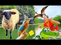 Changcady chăn đàn cừu, ngồi thuyền khám phá nhà của các loài chim