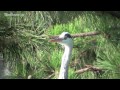 野鳥撮影・ アオサギ　grey heron