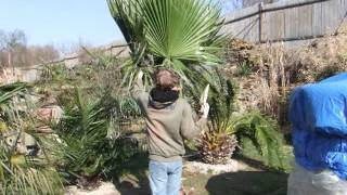 Washingtonia filibusta - odzimování 2016