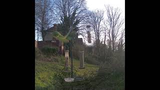 Sparrowhawk tries to catch a parakeet