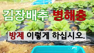 김장배추 병해충방제 이렇게 하십시오.