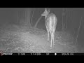 A nice doe white tail deer on the trail camera