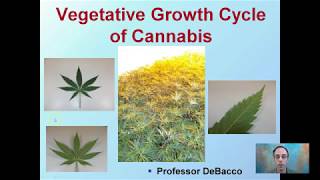 Vegetative Growth Cycle of Cannabis