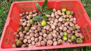 Harvest Shagbark Hickory Nut Trees