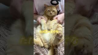 【猫ダンス🐾/Ado~向日葵】ひまわりのように明るく笑って過ごせるといな🌻 #cat #猫 #shorts