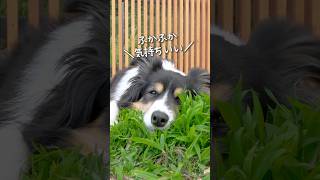 ふかふかの草が気持ちいいボーダーコリー　#ボーダーコリー #dog #犬