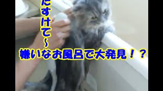 猫 お風呂で大絶叫！！嫌いなお風呂をがんばりました あおの秘密も特別公開しちゃってます 【Cat bath screaming】