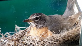 American Robin Cam 5-12