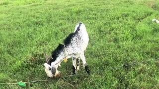 Male goat with longhorn—billy goat eating,#eating #subscribe #farming #goat #male