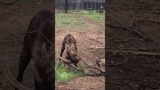 Goat and pine branches