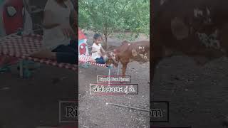 સૌનો ભગવાન તું છે. Nandni Surbhi Kapila Farm #latest cowlover cow cute calf #nandni #cowlove #latest