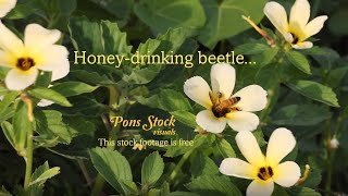 Honey Drinking beetle - தேன் குடிக்கும் வண்டு