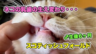 子猫の乳歯の生え変わり！