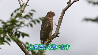 森の貴公子・オオタカ幼鳥