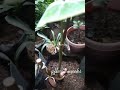 Gloriosum philodendron after 2 weeks, #shorts