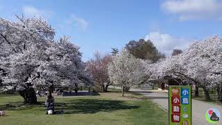 Matsumoto Sakura Cherry Blossoms