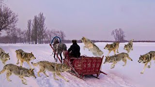 Оголодавшие волки взяли в кольцо в повозку, готовясь учинить расправу, но произошло непостижимое