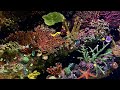 4k uhd reef aquarium ambience