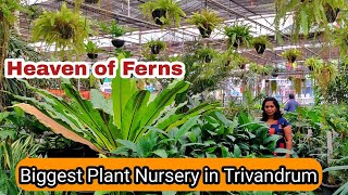 Best Nursery in Trivandrum City | Indoor Plants & Pots all in one place | Al-Manar Gardens