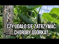 Choroby ogórków kanciasta plamistość i mączniak rzekomy