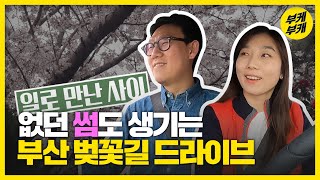 봄이 좋냐? 응 좋아! ^~^ 부산 벚꽃 명소 드라이브│삼익비치│달맞이길│황령산