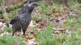 Notenkraker legt winter voorraad aan 4K / Spotted Nutcracker / Nucifraga caryocatactes