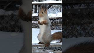 Кто там?? #белка #squirrel #belka