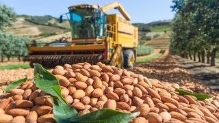 HOW US Farmers Harvest 2.5Billion pounds of ALMONDS, Cashew and NUTS 🥜 in 2024.| California