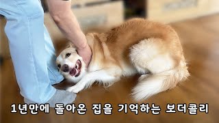 강아지가 1년만에 가족을 만났더니..이런 일이 벌어짐ㅣ보더콜리 가을