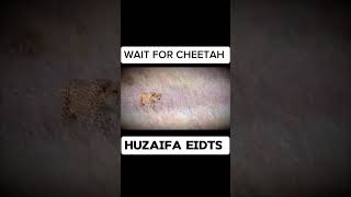 CHEETAH VS OSTRICH WAIT FOR CHEETAH 2 CHEETAH 2 OSTRICH BIG FIGHT 🔥🔥🔥💯 #shortvideo #animals #cheetah