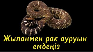 Қатерлі ісікті  жыланмен емде  #рак #змеи #онкология