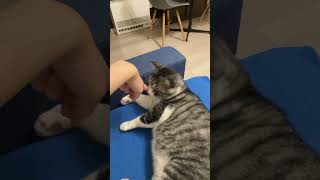 気分じゃなかった　#猫  #猫動画　#元野良猫　#保護猫