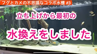 立ち上げから最初の水換えをしました。【フグとカメの不思議なコラボ水槽】#3