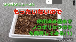 クワガタニュース3〜使用済み菌糸でノコギリクワガタを飼育してみる(1)